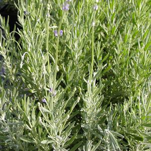 Lavandula angustifolia 'Hidcote Blue'