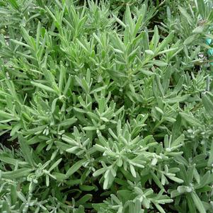 Lavandula angustifolia 'Munstead'