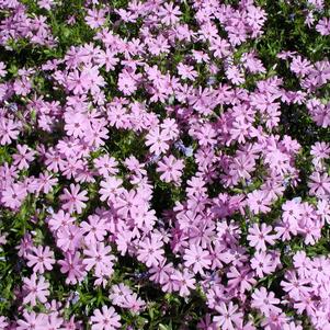 Phlox subulata 'Fort Hill'