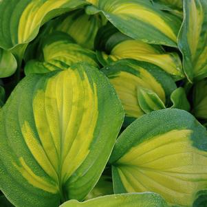 Hosta x 'Cathedral Windows'
