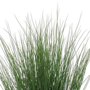 Juncus inflexus 'Blue Arrows'