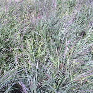 Schizachyrium scoparium 'The Blues'