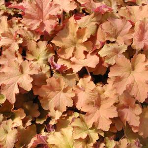 Heuchera x hybrida 'Caramel'