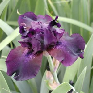 Iris germanica 'Superstition'