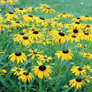 Rudbeckia fulgida var. speciosa 'Viette's Little Suzy'