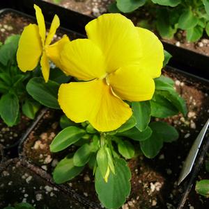 Viola x wittrockiana 'PAS543864'