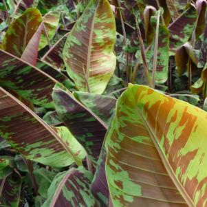 Musa 'Zebrina Rojo'