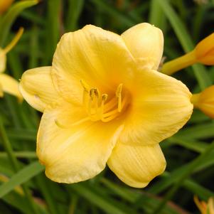 Hemerocallis x 'Stella d'Oro'