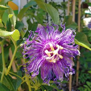 Passiflora caerulea 