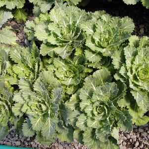 Brassica oleracea 