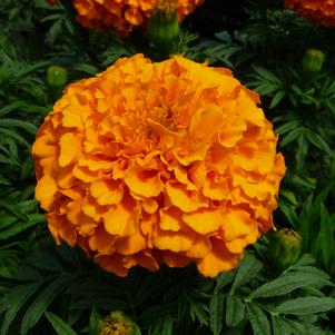 Tagetes erecta 