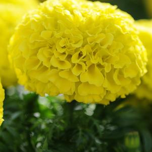 Tagetes erecta 