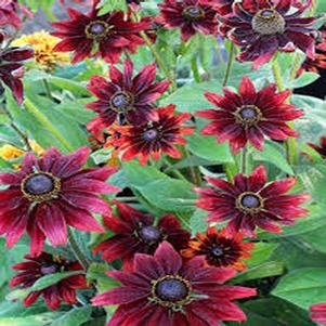 Rudbeckia hirta 'Cherry Brandy'