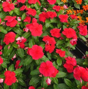 Catharanthus roseus 'PAS1197791'