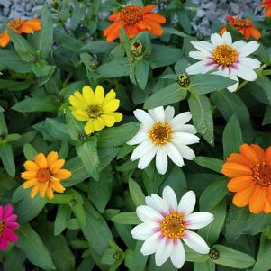 Zinnia marylandica 