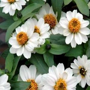 Zinnia marylandica 'PAS951083'