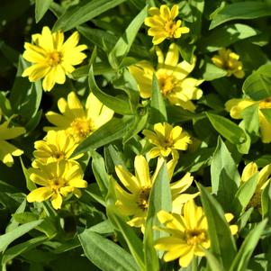 Zinnia marylandica 'PAS951086'