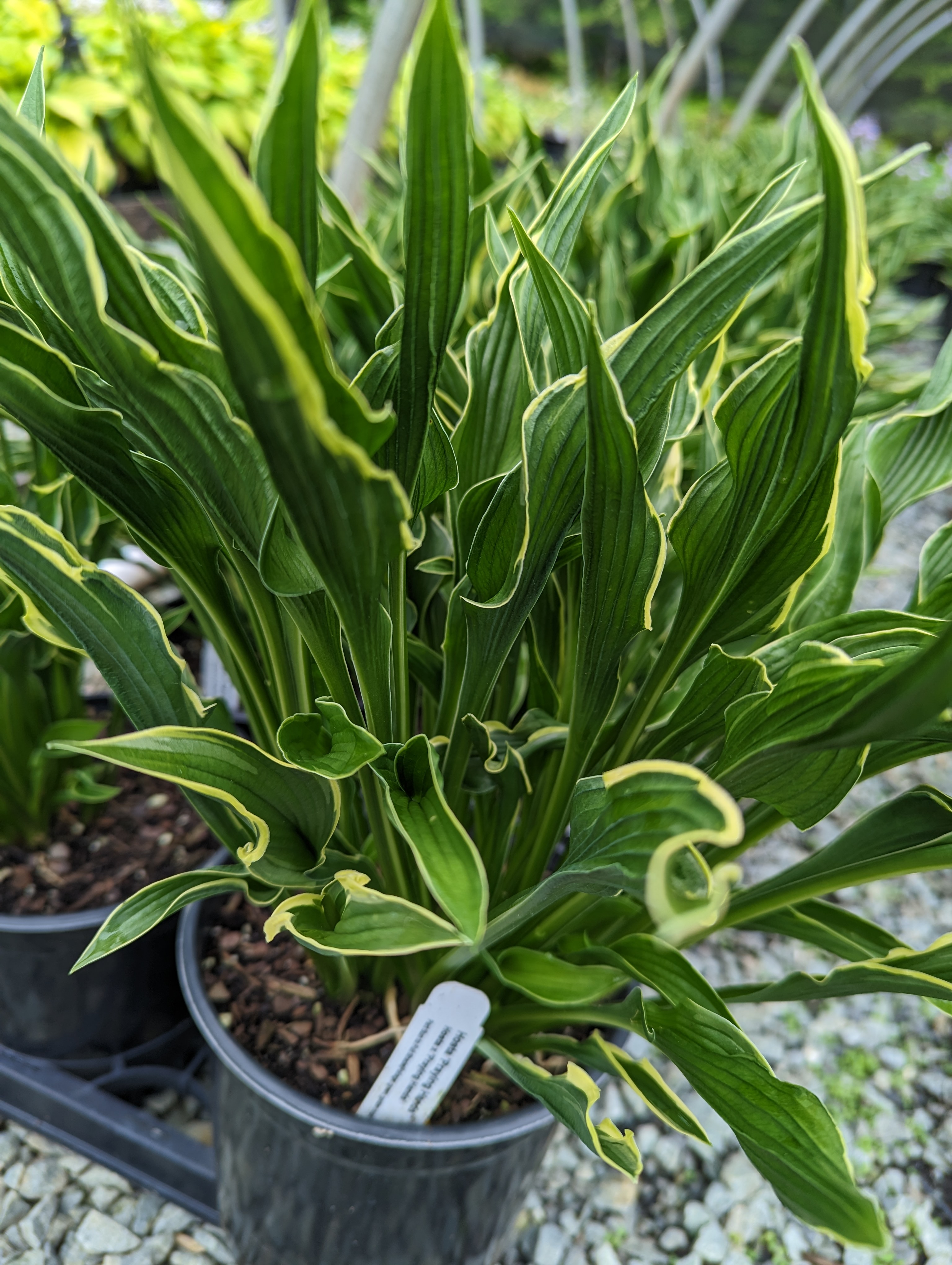 Hosta x 'Praying Hands'