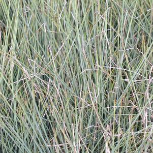 Juncus tenuis 'Blue Dart'