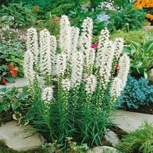 Liatris spicata 'Alba'