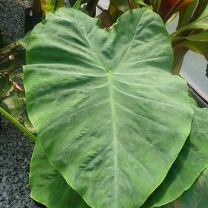 Colocasia esculenta 'Jack's Giant'