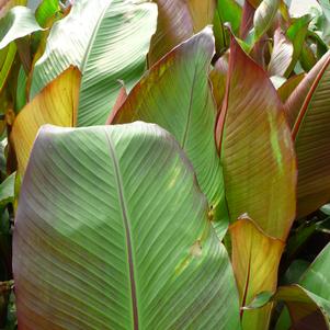 Ensete maurelii 'Red Abyssinian'