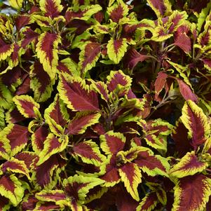 Solenostemon scutellarioides 'Defiance'