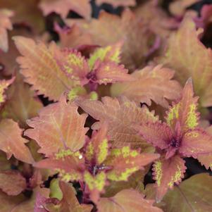 Solenostemon scutellarioides 'Balcenna'