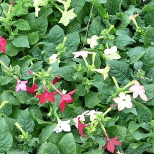 Nicotiana alata 'Starmaker Mix'