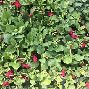 Nicotiana alata 'Starmaker Bright Red'