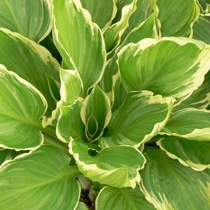 Hosta x 'Undulata Albomarginata'