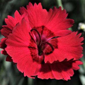 Dianthus gratianopolitanus 'Red Beauty'