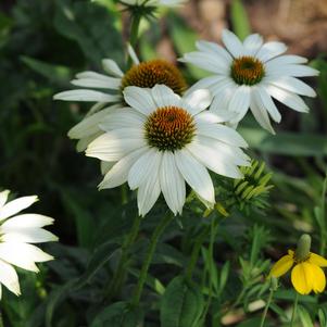 Echinacea purpurea 'PAS702918'