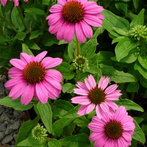 Echinacea purpurea 'PAS702917'