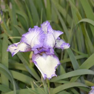 Iris germanica 'Hemstitched'