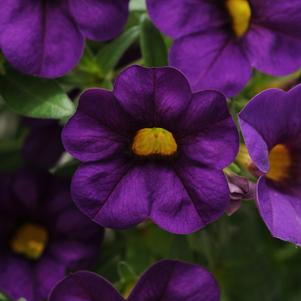 Calibrachoa hybrida 'Balcabpurim'