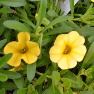 Calibrachoa hybrida 'Balcabel681'