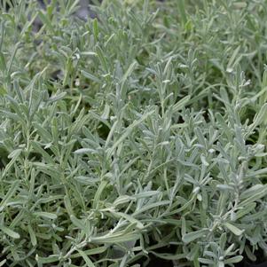 Lavandula stoechas 'Silver Anouk'