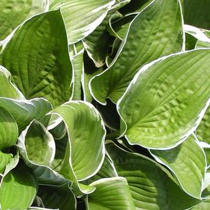 Hosta x 'Francee'