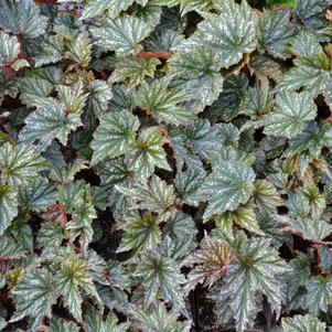 Begonia x hyrbrida 