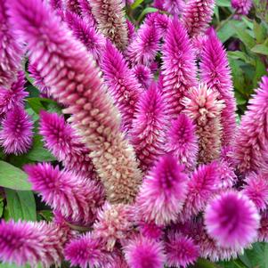 Celosia argentea 