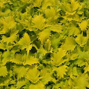 Solenostemon scutellarioides 'UF0843'