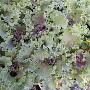 Brassica oleracea 