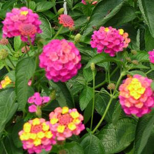 Lantana camara 'Balandrise'