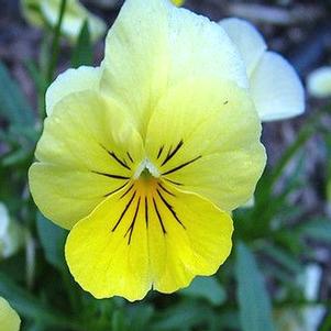 Viola cornuta 'PAS872977'