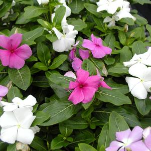 Catharanthus roseus 