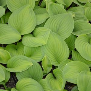 Hosta x 'Guacamole'