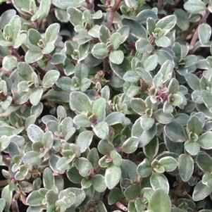 Thymus praecox 'Coccineus'