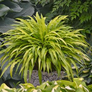 Hosta x 'Curly Fries'