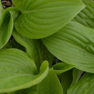 Hosta x 'Doubled Up'